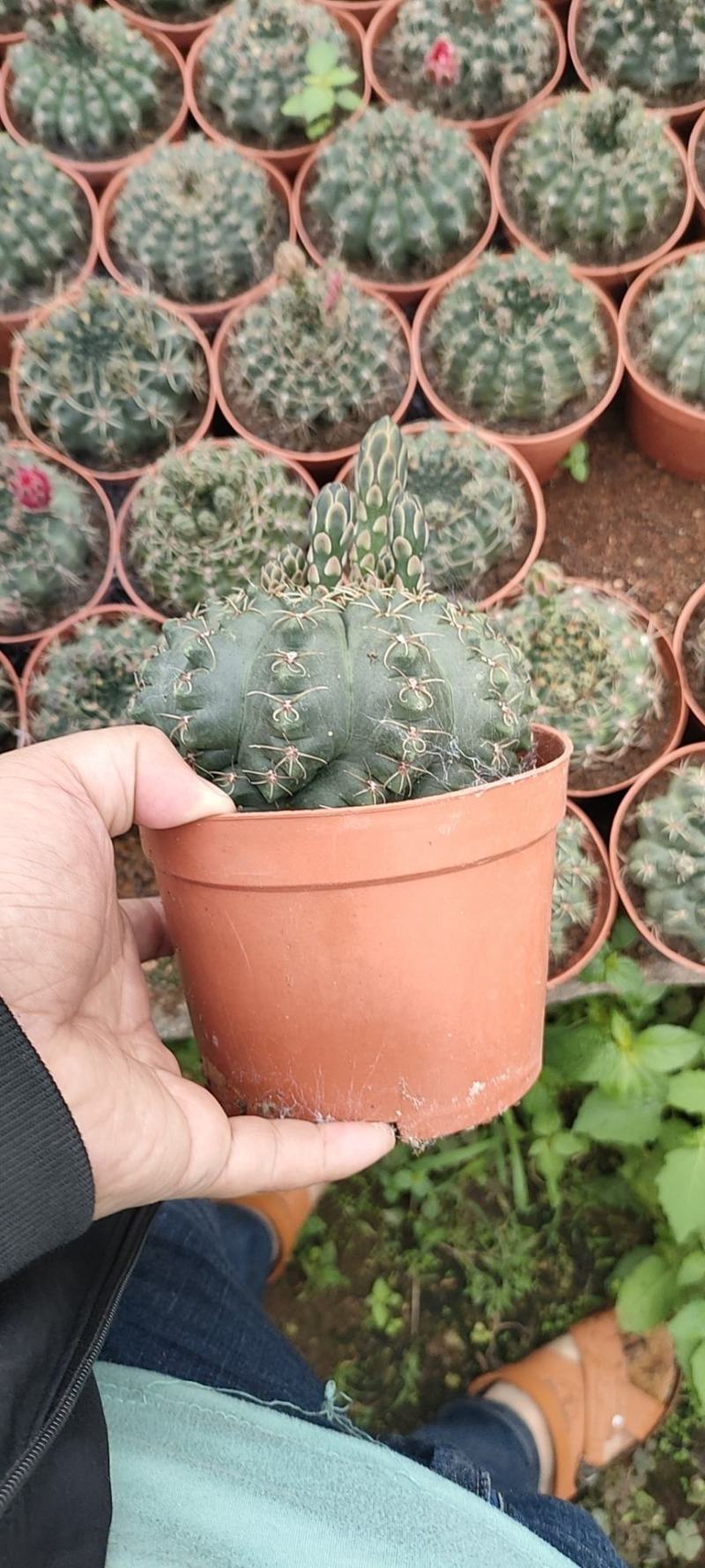 精品仙人球，菲花玉，带花苞，开花，6装-88