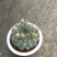 精品仙人球，菲花玉，带花苞，开花，6装-88
