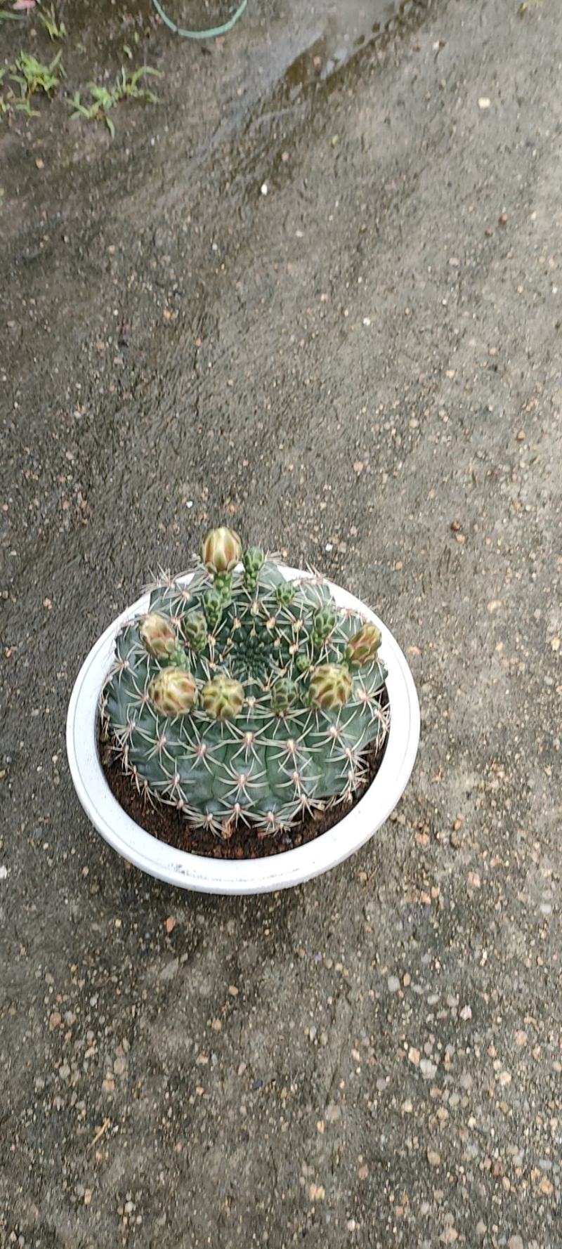 精品仙人球，菲花玉，带花苞，开花，6装-88