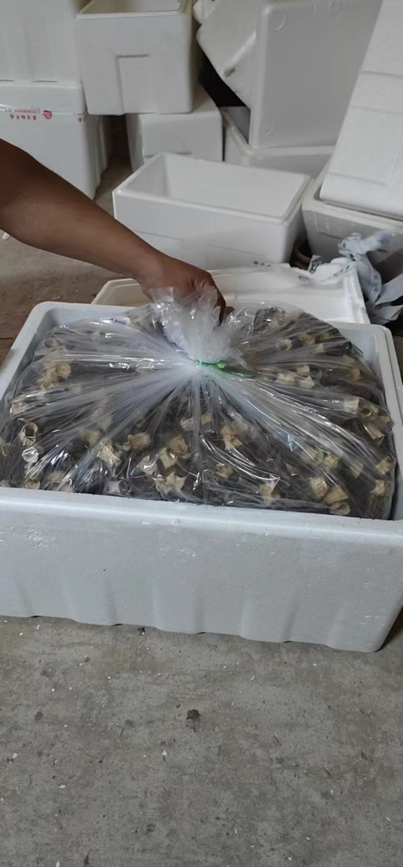 2022年新品干羊肚菌现货