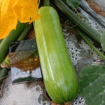 绿皮西葫芦
