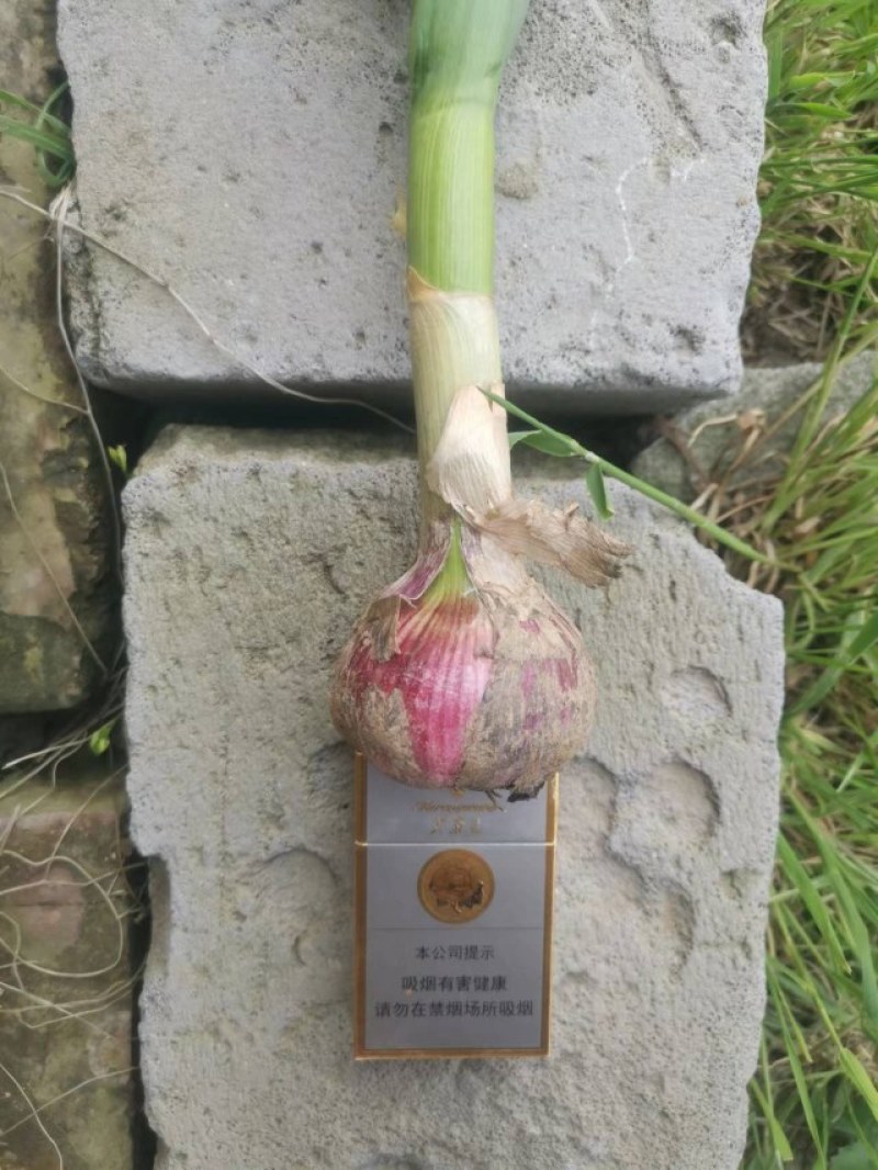 红皮大蒜上市，价格优惠欢迎新老客户前来订购