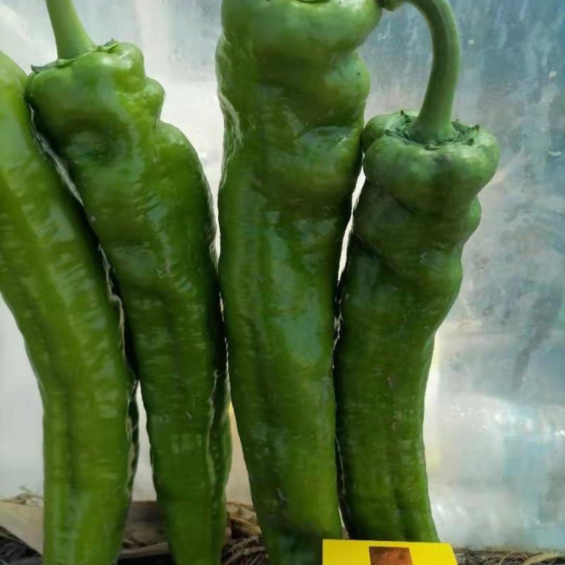 青皮牛角尖椒《基地直供》，大棚精品，支持一件代发！！！
