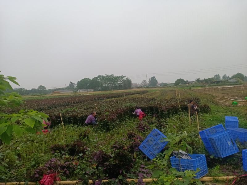 【精品】紫苏绿面红底专业种植产地直发常年有货全国可发～