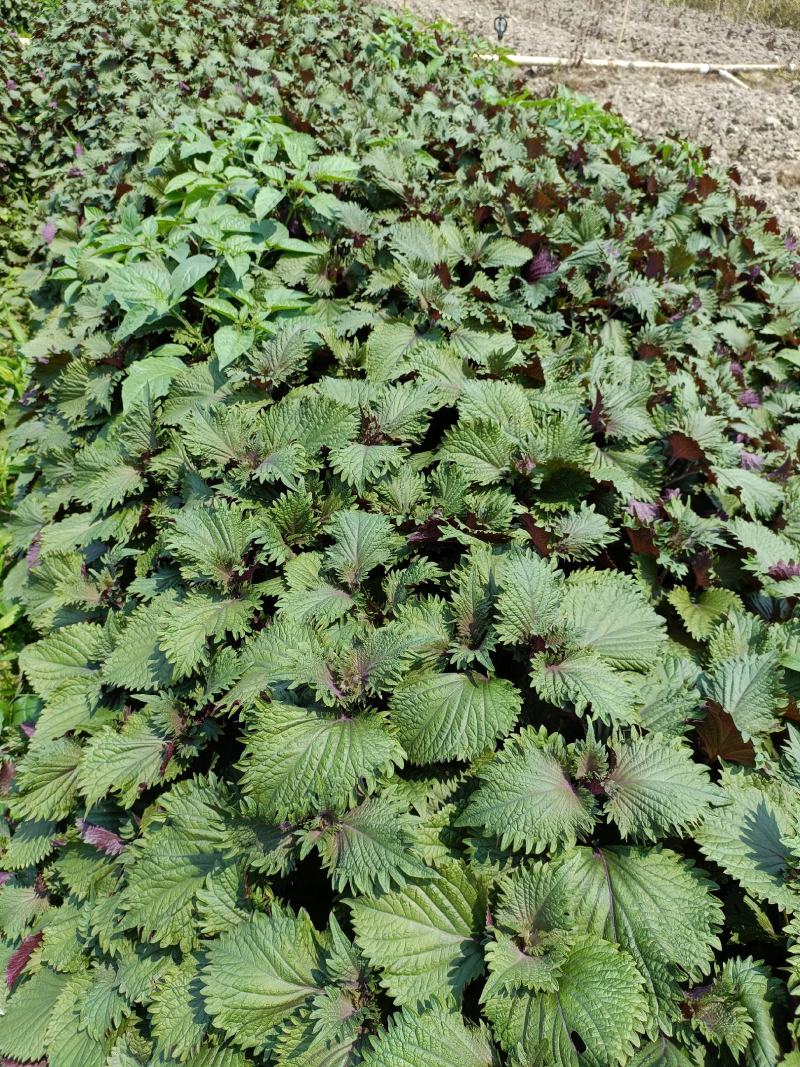 【精品】紫苏绿面红底专业种植产地直发常年有货全国可发～