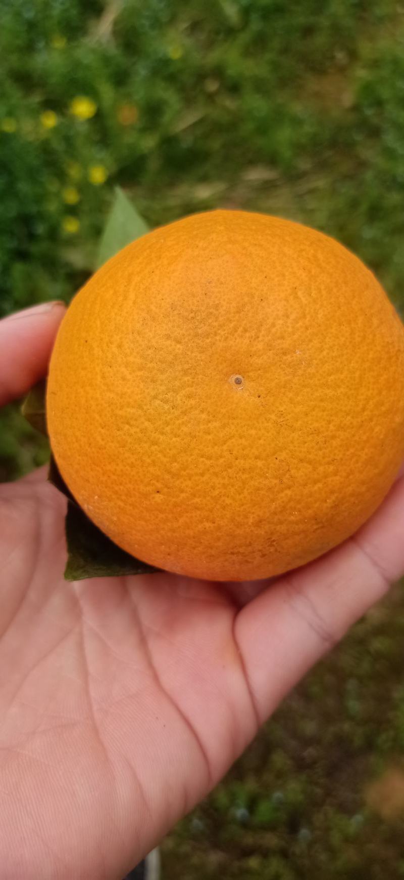 【精品】广西夏橙，现在大量上市，产地直发，欢迎老板咨询