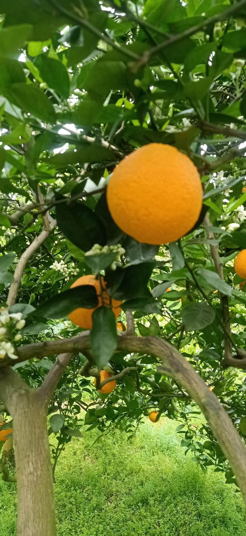 【精品】广西夏橙，现在大量上市，产地直发，欢迎老板咨询