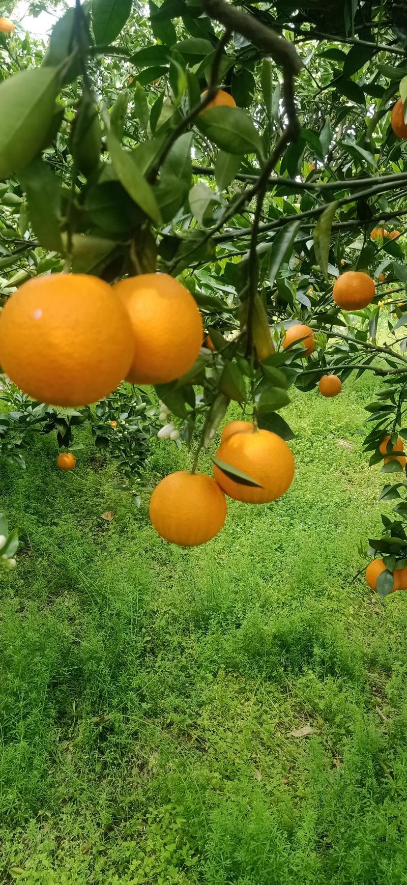 【精品】广西夏橙，现在大量上市，产地直发，欢迎老板咨询
