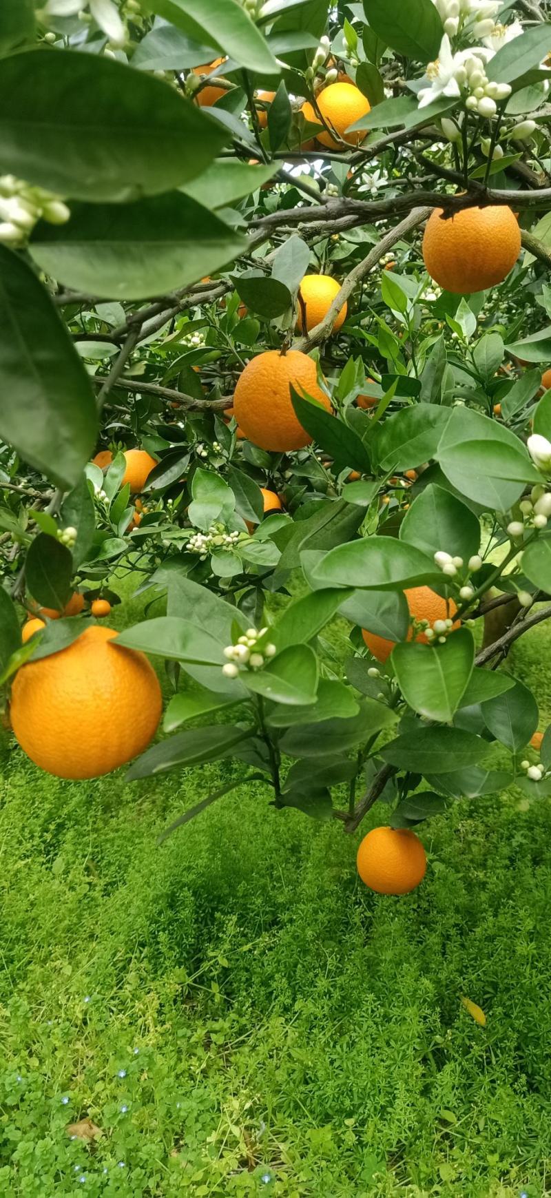 【精品】广西夏橙，现在大量上市，产地直发，欢迎老板咨询