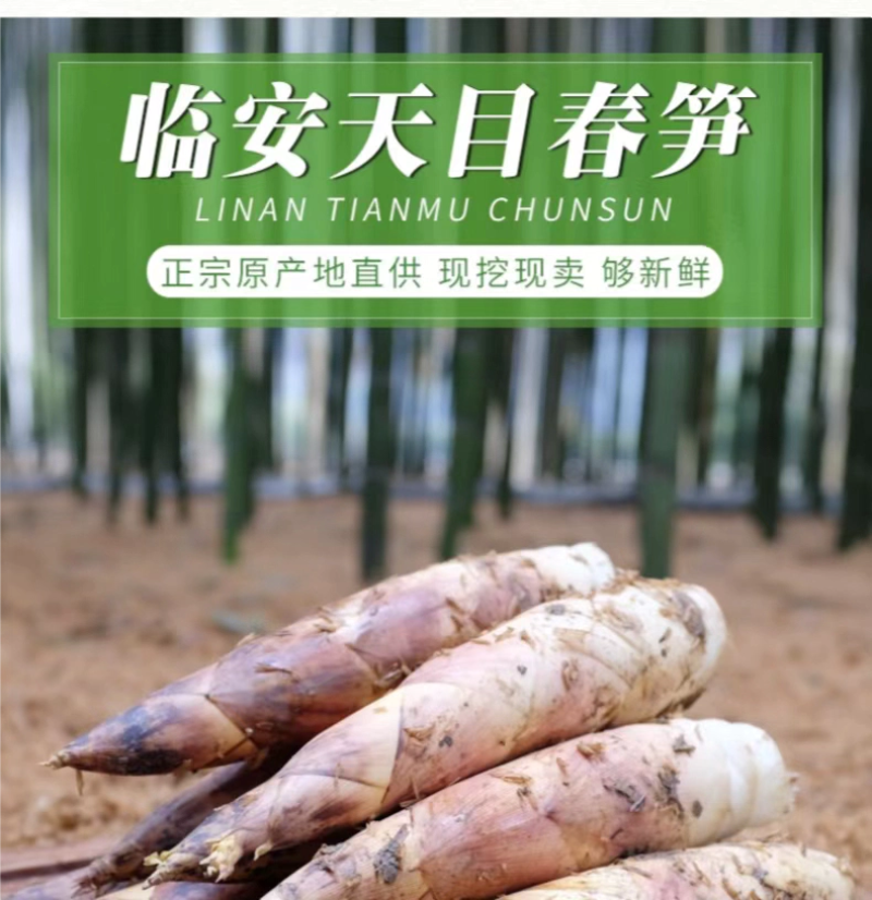 【优选】临安天目春笋原产地直供现挖现卖欢迎咨询