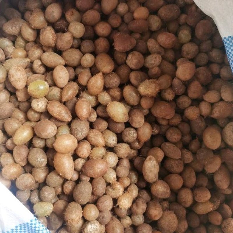 生新鲜石黄皮山鸡蛋凤凰蛋马骝卵