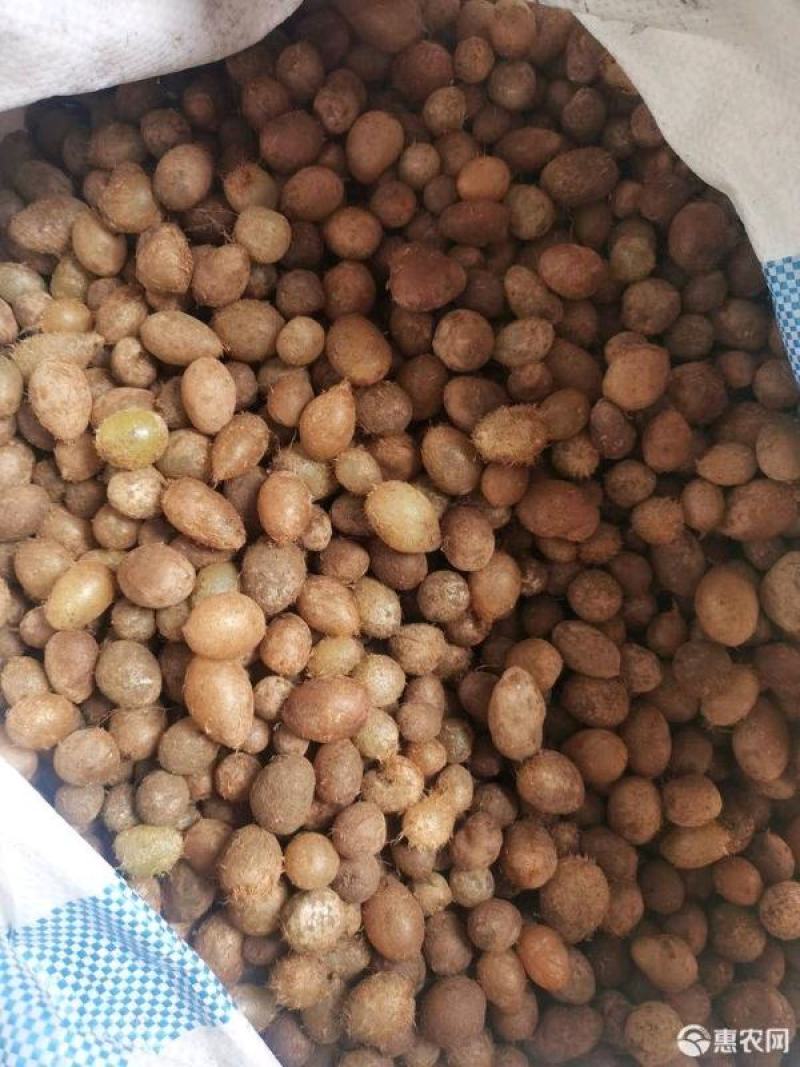 生新鲜石黄皮山鸡蛋凤凰蛋马骝卵