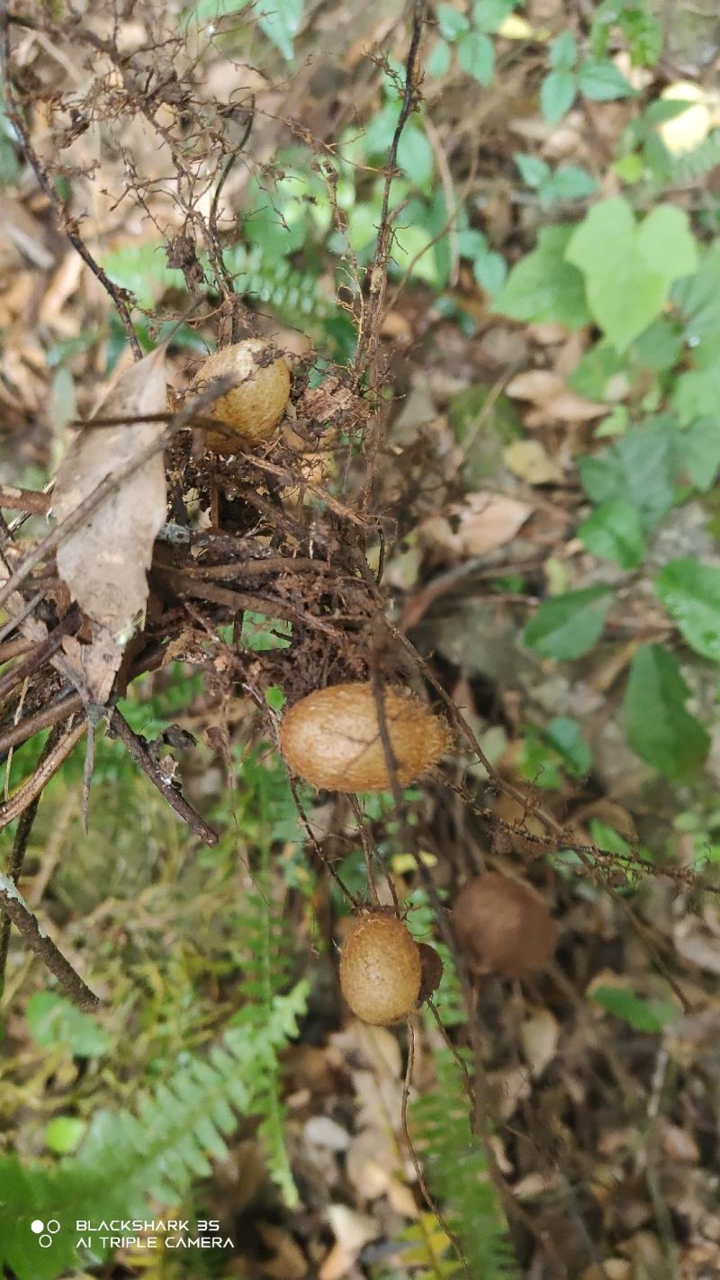 生新鲜石黄皮山鸡蛋凤凰蛋马骝卵