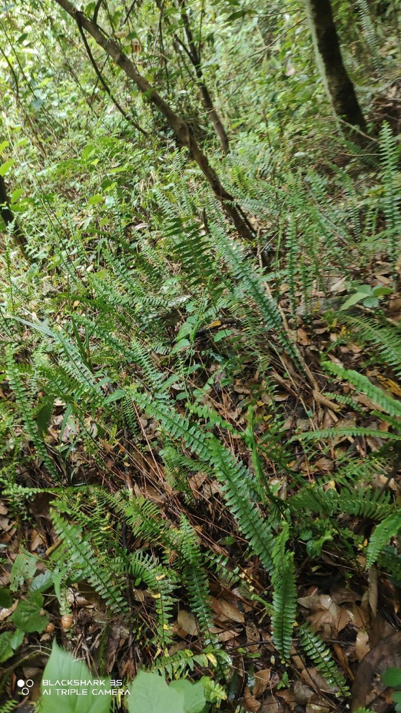 生新鲜石黄皮山鸡蛋凤凰蛋马骝卵