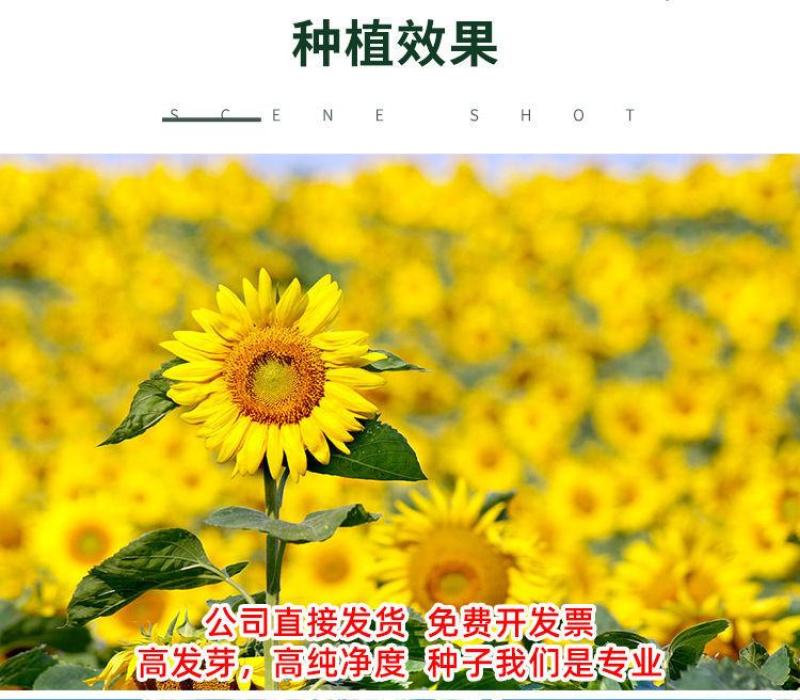 向日葵种子，高杆食用瓜子阳台盆栽玩具熊多头向日葵油葵花