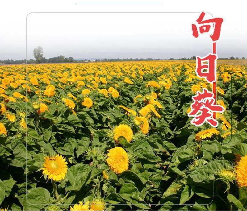 向日葵种子，高杆食用瓜子阳台盆栽玩具熊多头向日葵油葵花