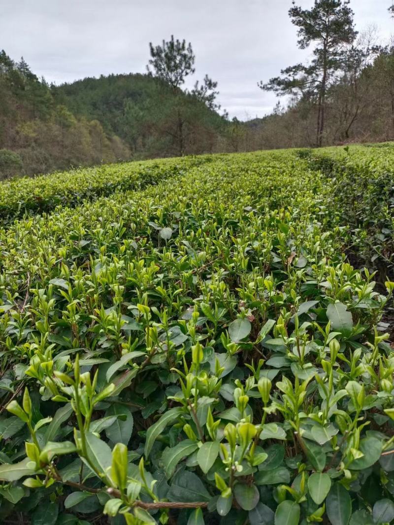 保康绿茶