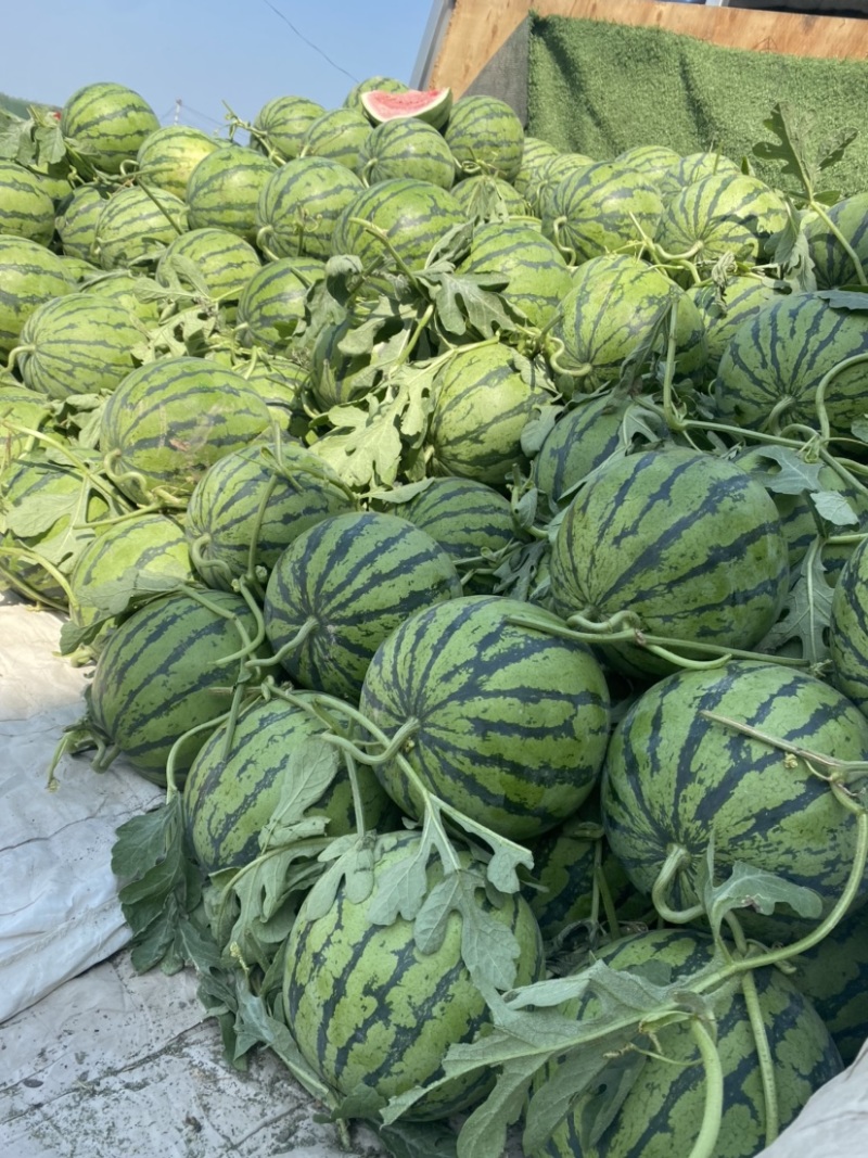 山东本地西瓜，8424新鲜西瓜，大量现货有需要赶紧联系我