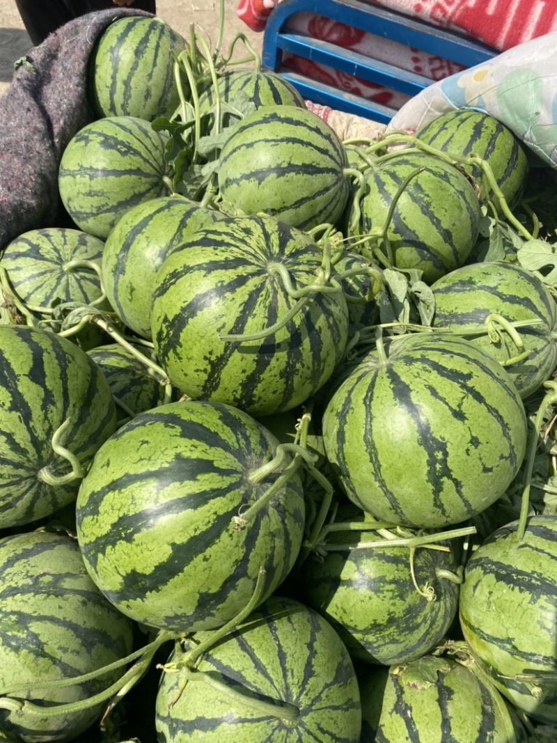 山东本地西瓜，8424新鲜西瓜，大量现货有需要赶紧联系我