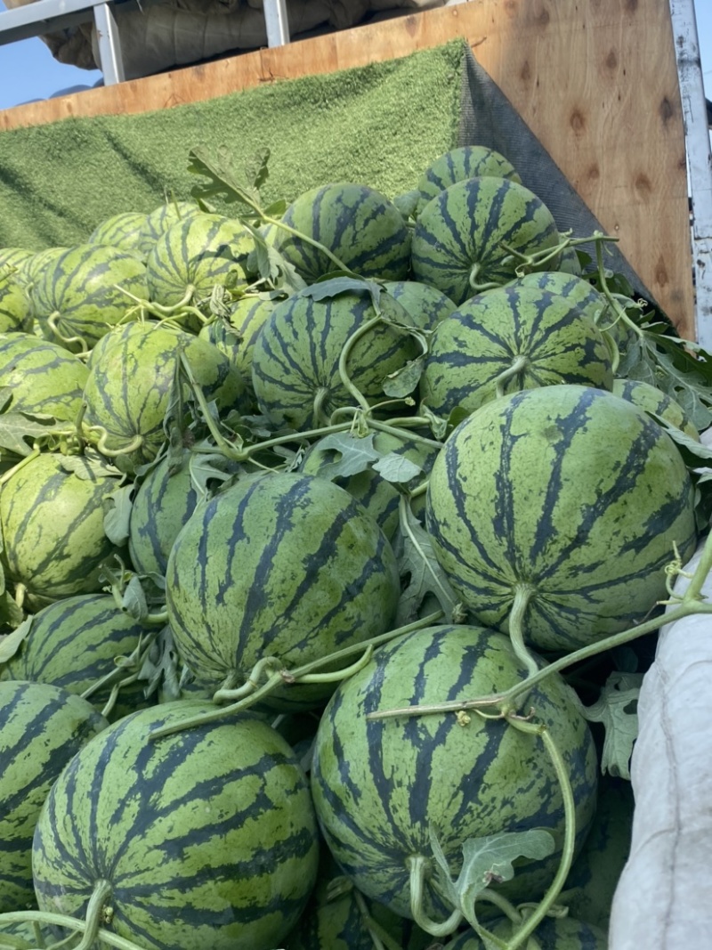 山东本地西瓜，8424新鲜西瓜，大量现货有需要赶紧联系我