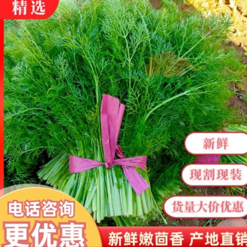 【推荐】精品茴香河北茴香大量上市产地直销
