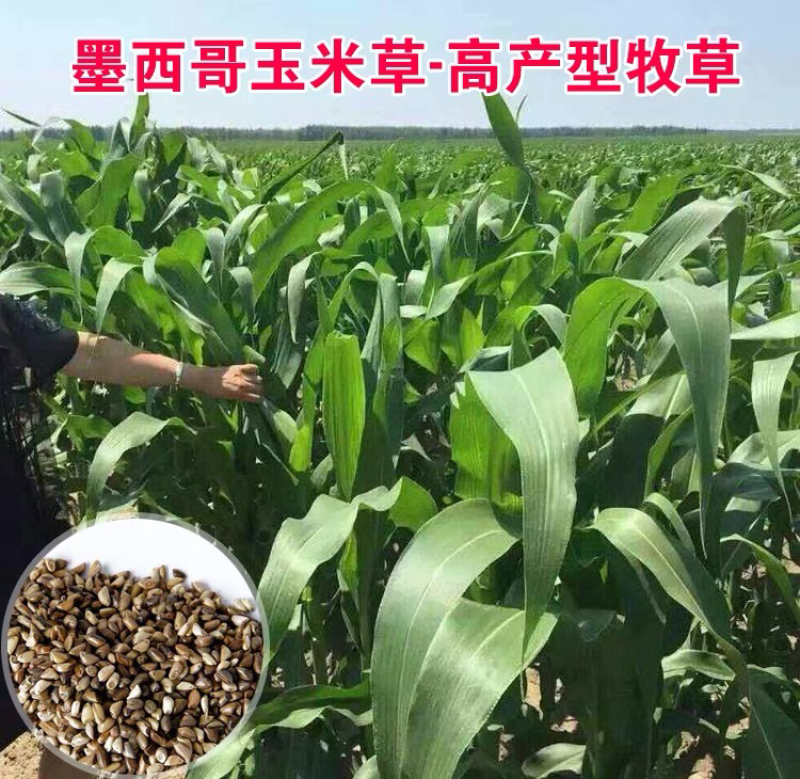 墨西哥玉米草种籽高产牧草合适鸡鸭鹅猪鱼兔各种畜禽