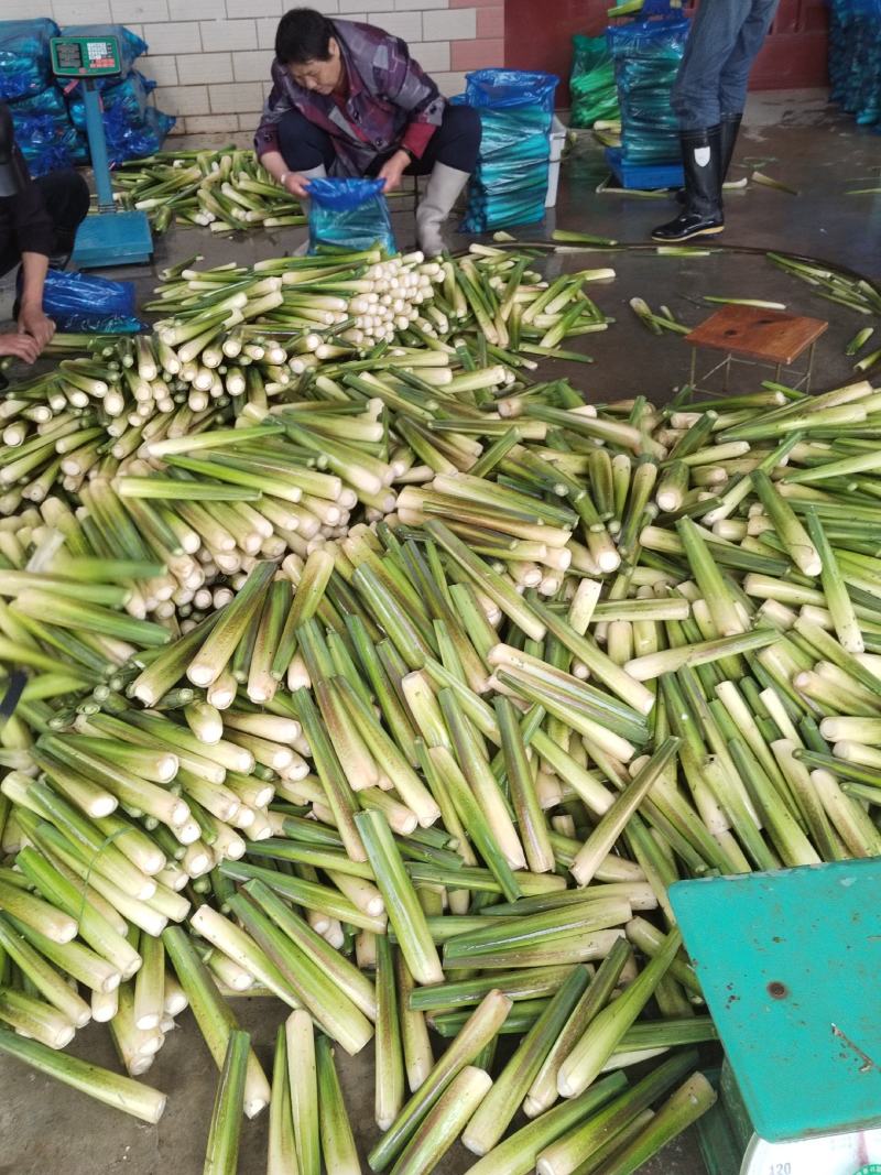 会理茭白，双季茭，单季茭，鸡腿茭，美人茭