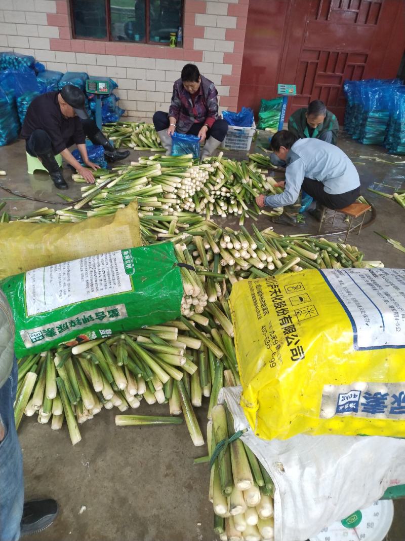 会理茭白，双季茭，单季茭，鸡腿茭，美人茭