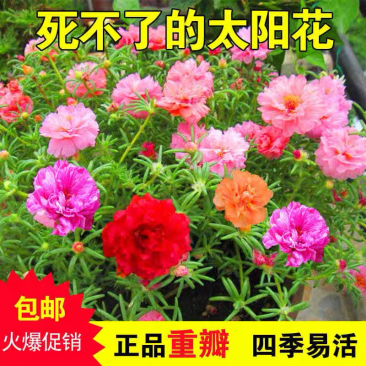 太阳花种子四季花卉种子