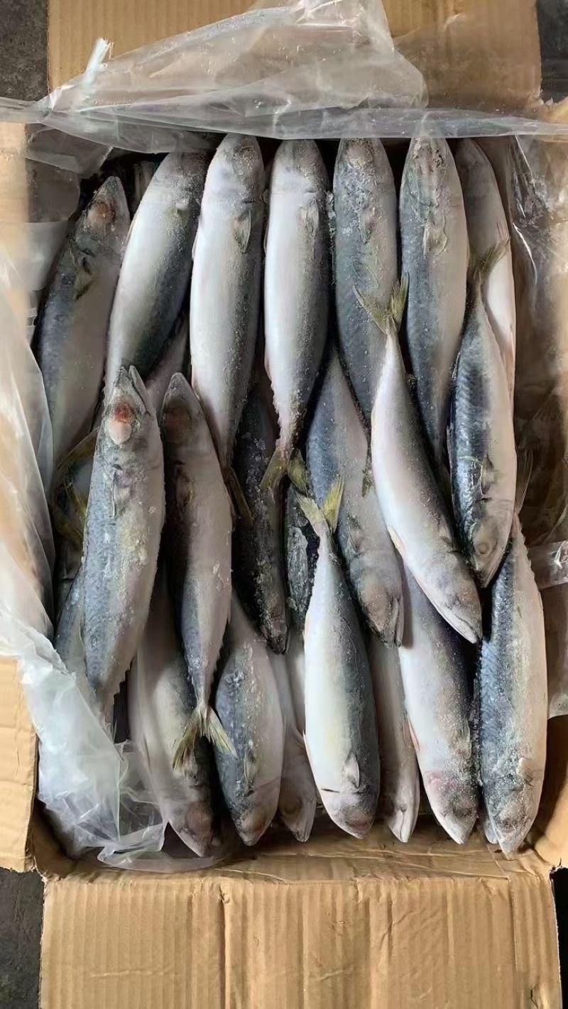 新鲜冷冻池鱼青花鱼占鱼16斤一件饭店商用