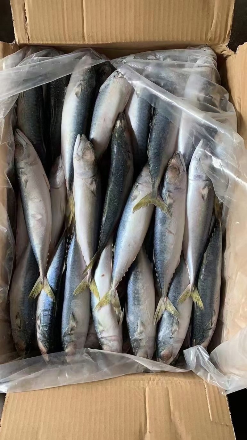 新鲜冷冻池鱼青花鱼占鱼16斤一件饭店商用