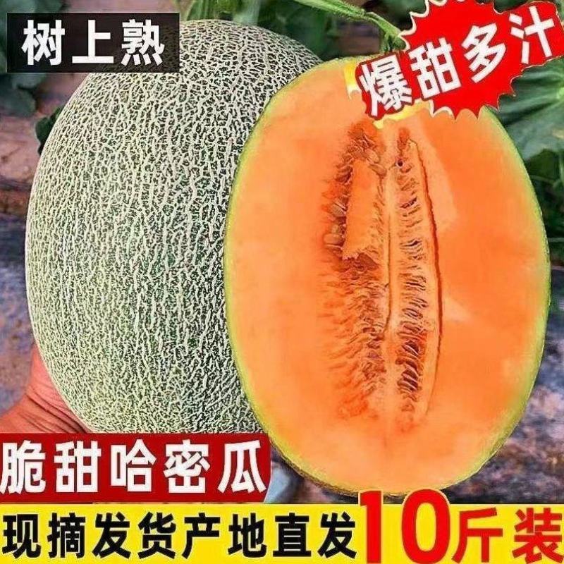 山东正宗头茬小蜜25香瓜，口口脆爽甜如蜜