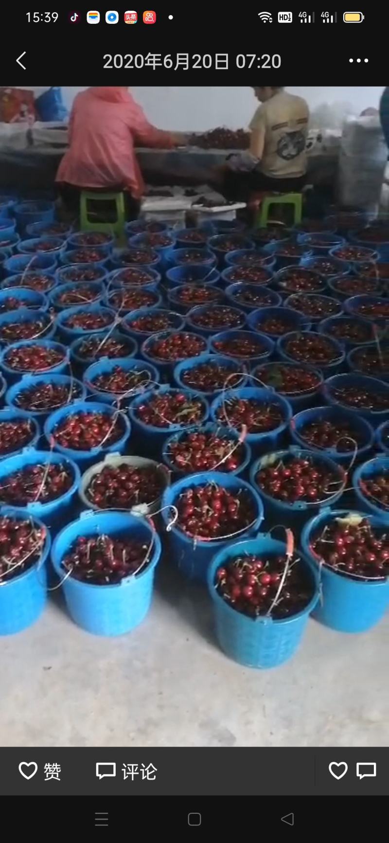 本地樱桃大量上，欢迎釆吃，品尝樱味