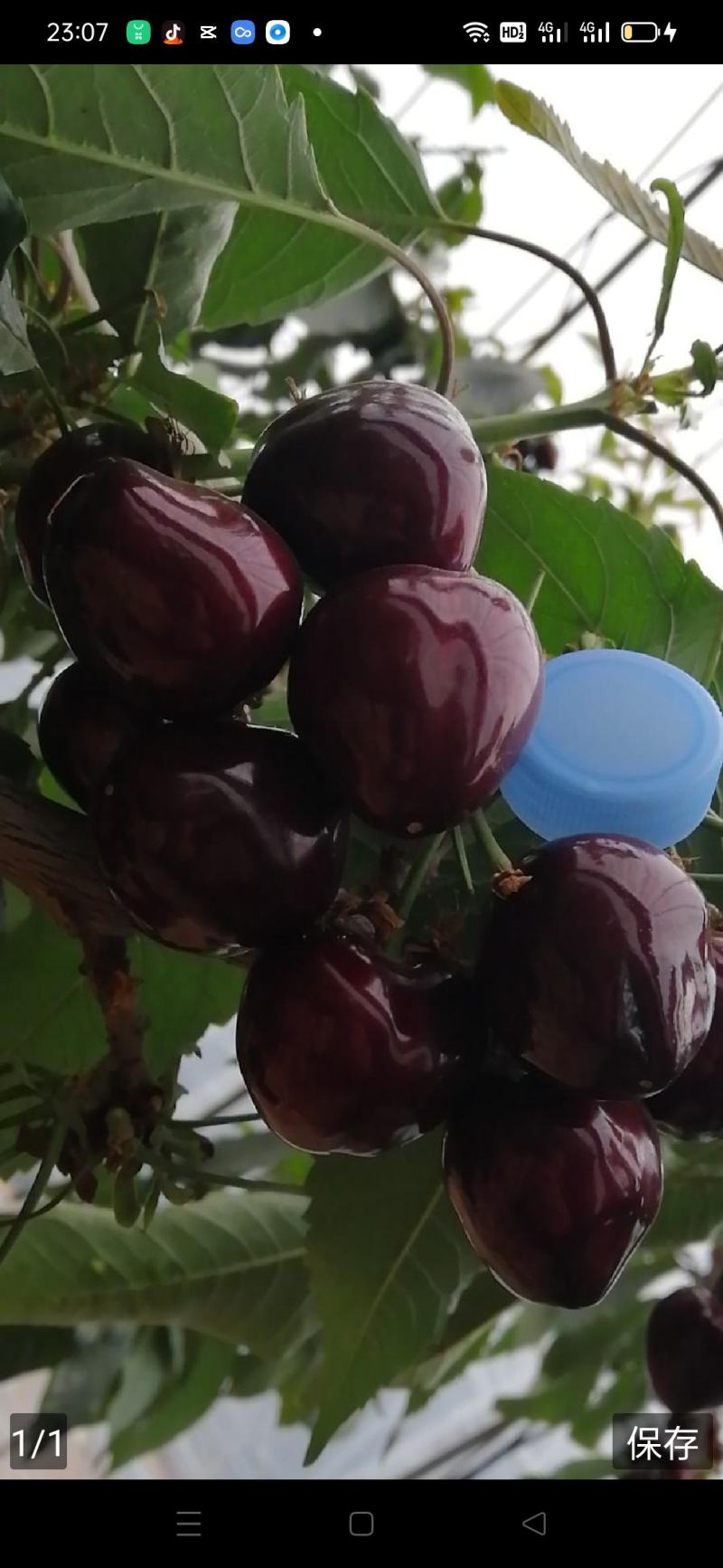 本地樱桃大量上，欢迎釆吃，品尝樱味