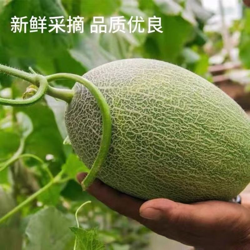 山东正宗头茬小蜜25香瓜，口口脆爽甜如蜜