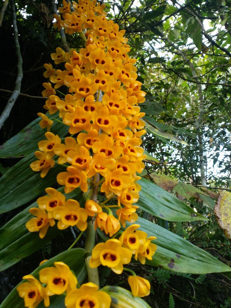 石斛，束花，纯野生