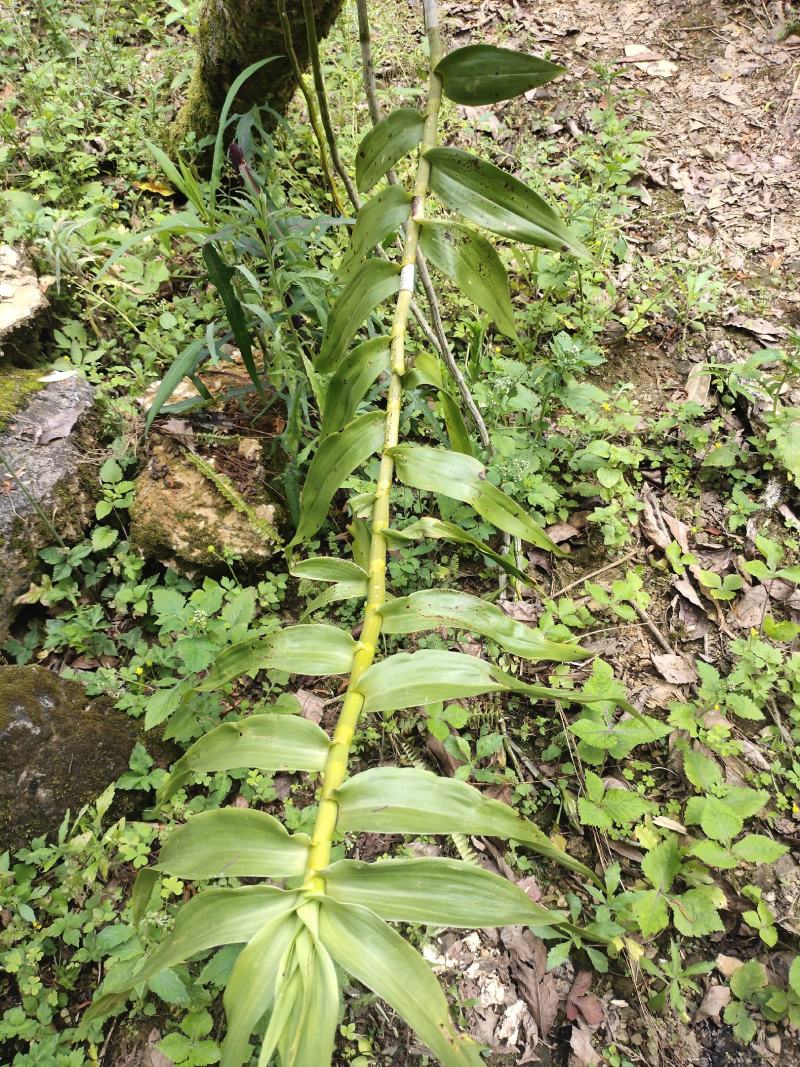 石斛，束花，纯野生