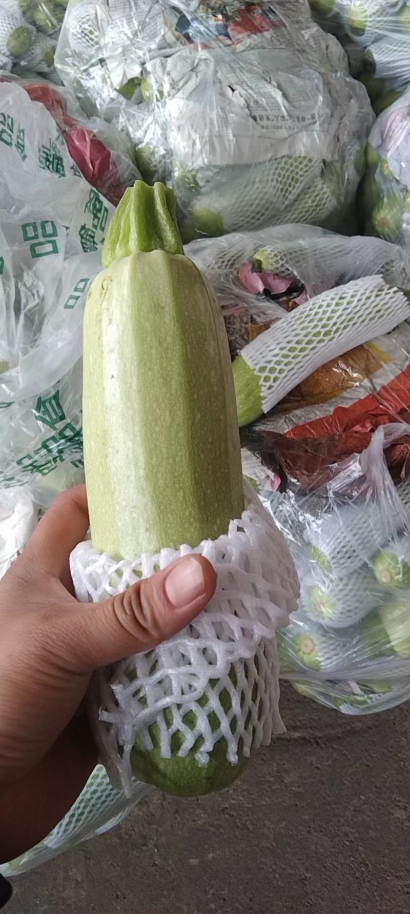 【优质商家】精品西葫芦视频看货无中间商货源充足