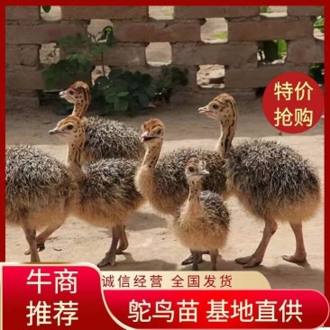 鸵鸟苗自家养殖基地直供全国发货送货上门