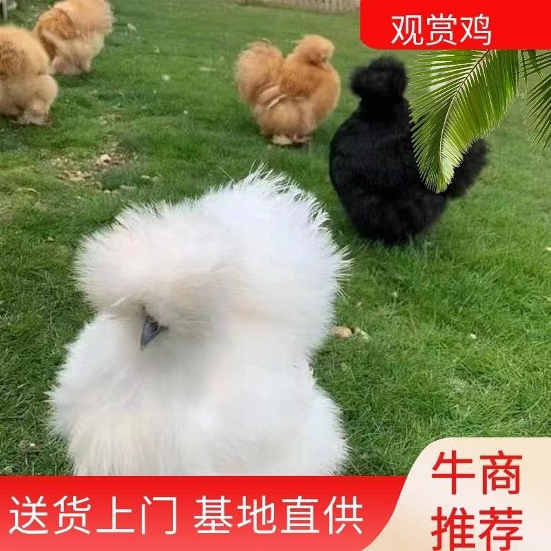 观赏鸡包邮到家农家自养诚信经营货源充足