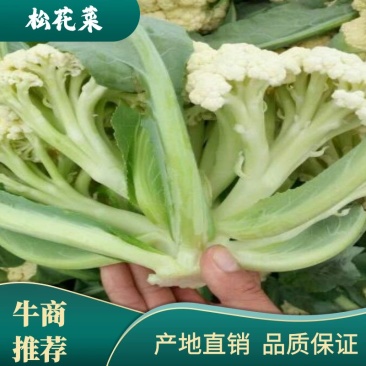 白面青梗松花菜2斤松散米黄，代发全国，市场，加工厂