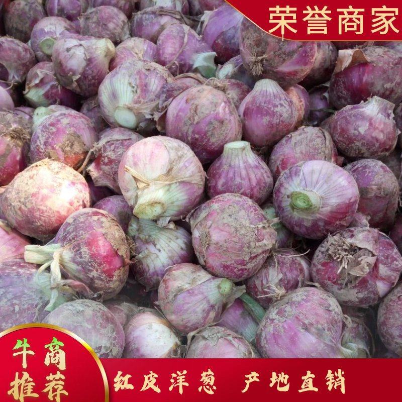 红皮洋葱8厘米以上，新鲜，大量供应，适合发往全国各地市