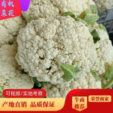 有机菜花2斤松散，适合发市场，加工厂，烘干厂