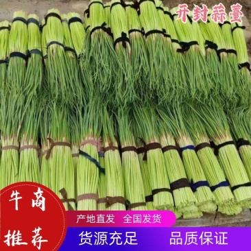 开封蒜薹，红帽蒜薹，全国各地市场，电商平台，可分大小把