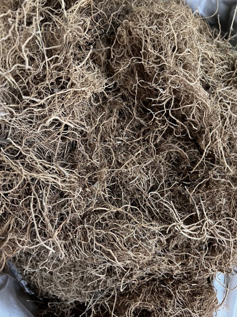 徐长卿又名了刁竹足干新货靓全株及纯根阴枝