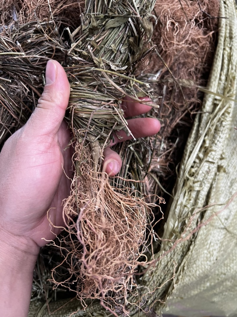 徐长卿又名了刁竹足干新货靓全株及纯根阴枝