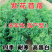 紫花苜蓿种子多年生牧草种子高蛋白牧草耐寒耐旱四季