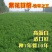 紫花苜蓿种子多年生牧草种子高蛋白牧草耐寒耐旱四季