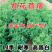紫花苜蓿种子多年生牧草种子高蛋白牧草耐寒耐旱四季