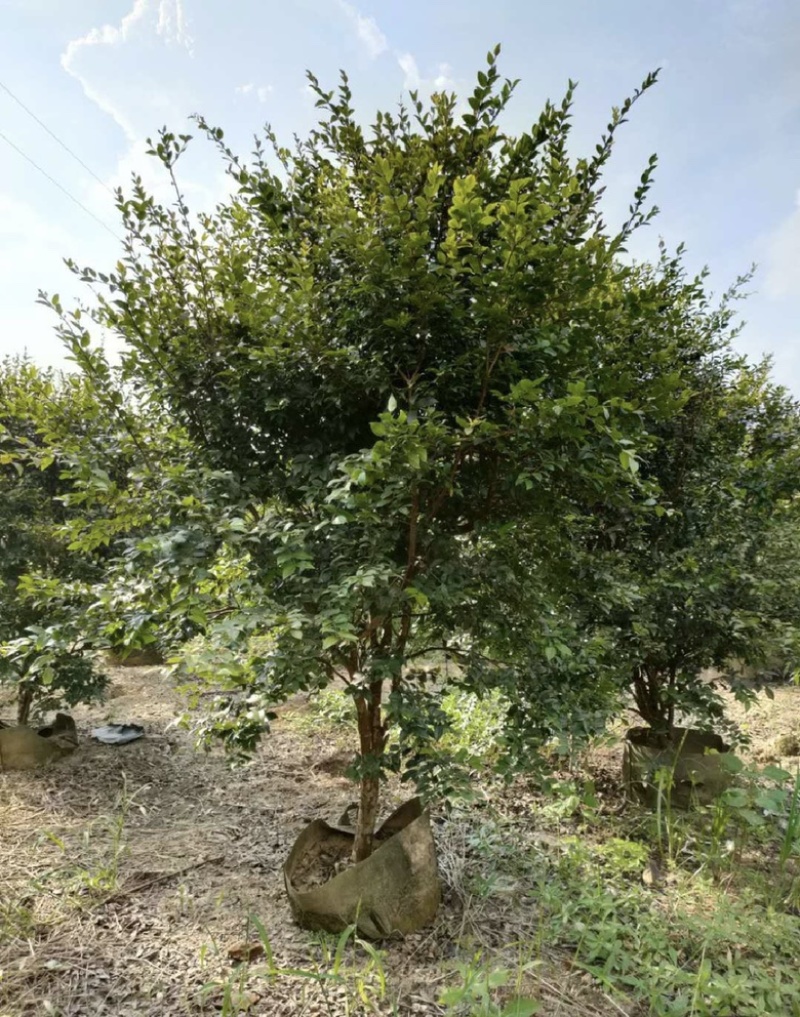福建漳州树葡萄🍇种植基地长期供应大小规格